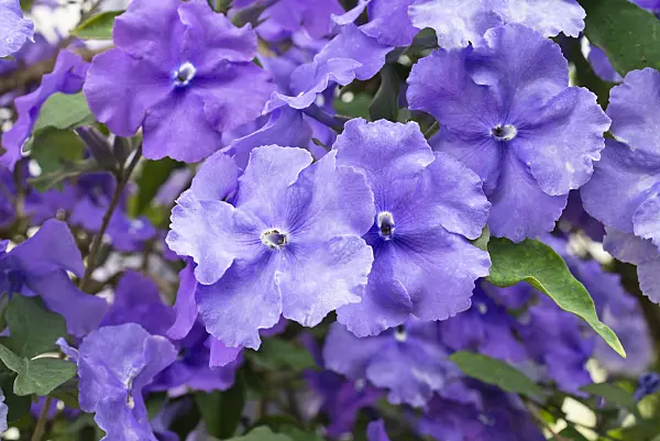 556079 - Brazil raintree (Brunfelsia pauciflora)
