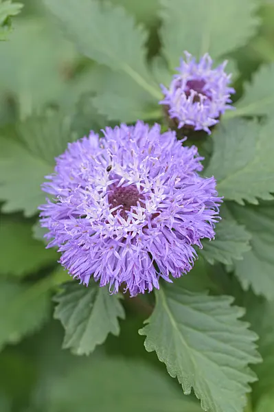 487071 - Brazilian button flower (Centratherum punctatum)