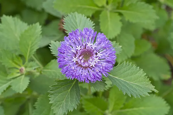 610028 - Brazilian button flower (Centratherum punctatum)