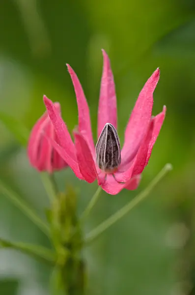 529112 - Brazilian candles (Pavonia multiflora)