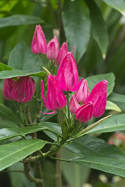 554011 - Brazilian candles (Pavonia multiflora)