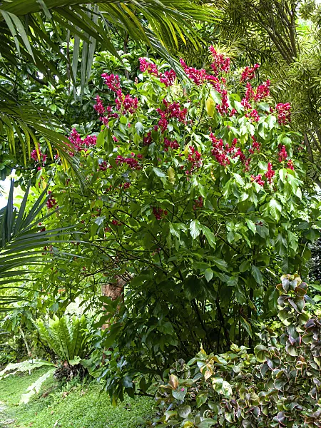 434118 - Brazilian cloak (Megaskepasma erythrochlamys syn. Adhatoda cydoniifolia)