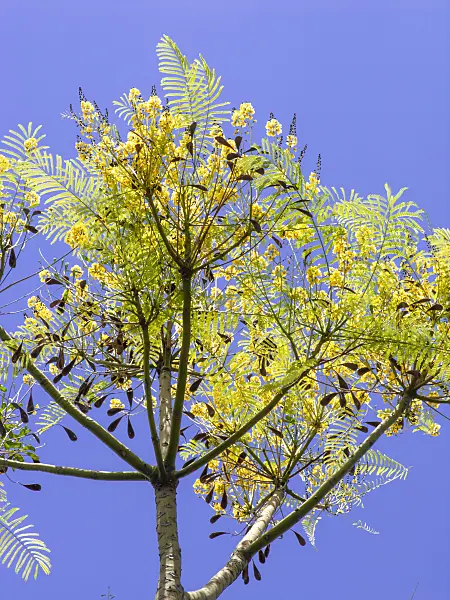 434330 - Brazilian firetree (Schizolobium parahyba)