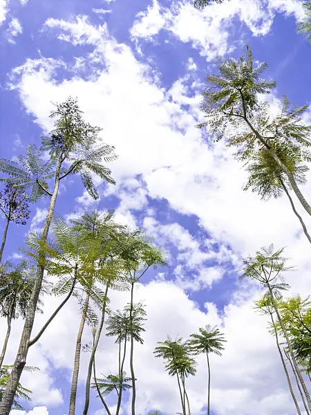 434331 - Brazilian firetree (Schizolobium parahyba) with high crowns and a cloudy sky