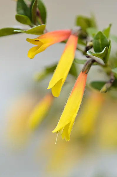 553091 - Brazilian fuchsia (Justicia rizzinii syn. Jacobinia pauciflora)