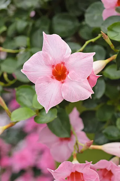 477075 - Brazilian jasmine (Mandevilla sanderi 'Sundaville Classic Cream Pink' syn. Dipladenia sanderi 'Sundaville Classic Cream Pink')