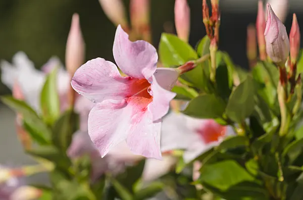 548027 - Brazilian jasmine (Mandevilla sanderi 'Sundaville Cream Pink' syn. Dipladenia sanderi 'Sundaville Cream Pink')