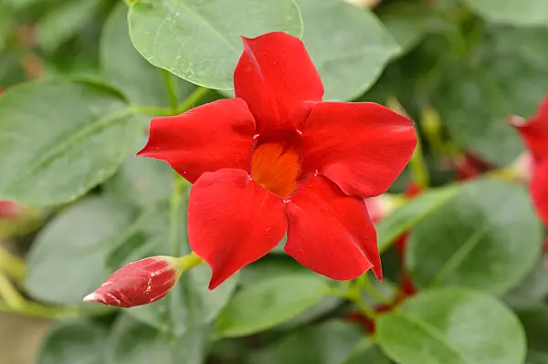 474217 - Brazilian jasmine (Mandevilla sanderi syn. Dipladenia sanderi)