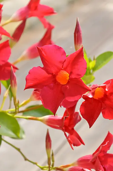 487045 - Brazilian jasmine (Mandevilla sanderi syn. Dipladenia sanderi)
