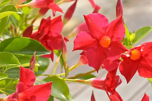 487046 - Brazilian jasmine (Mandevilla sanderi syn. Dipladenia sanderi)