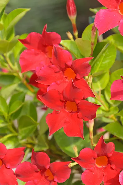 487047 - Brazilian jasmine (Mandevilla sanderi syn. Dipladenia sanderi)