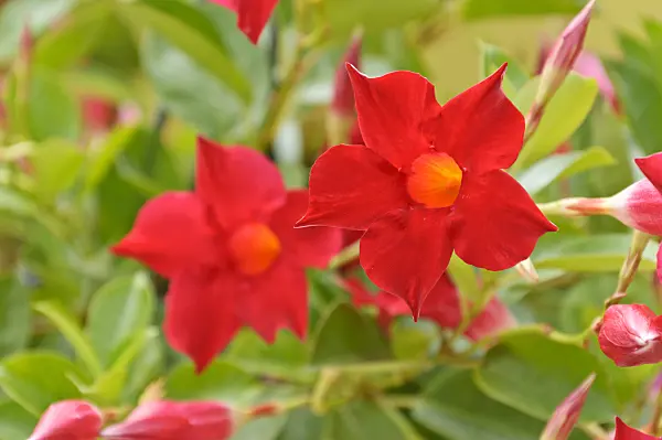 487048 - Brazilian jasmine (Mandevilla sanderi syn. Dipladenia sanderi)