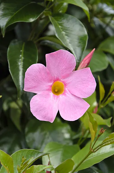 499151 - Brazilian jasmine (Mandevilla sanderi syn. Dipladenia sanderi)