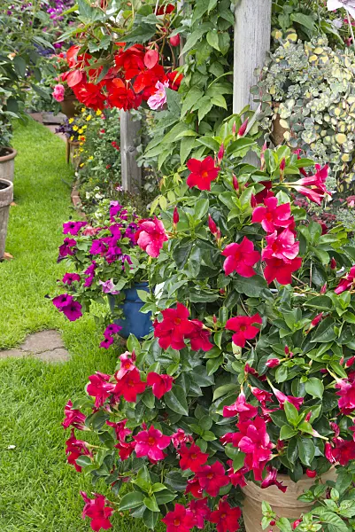 546060 - Brazilian jasmine (Mandevilla syn. Dipladenia), petunia (Petunia) and begonia (Begonia)
