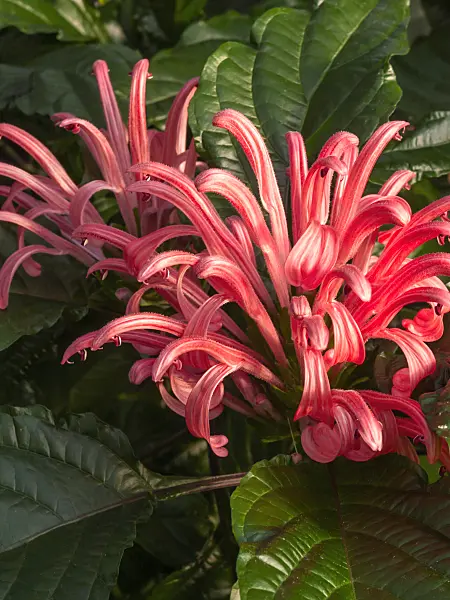 408003 - Brazilian plume flower (Justicia carnea syn. Jacobinia carnea)