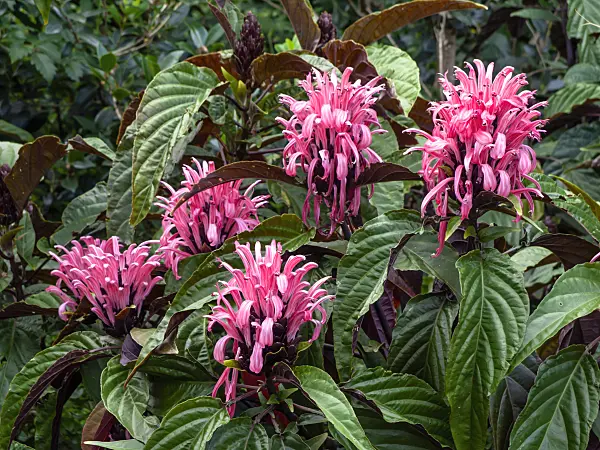454185 - Brazilian plume flower (Justicia carnea syn. Jacobinia carnea)