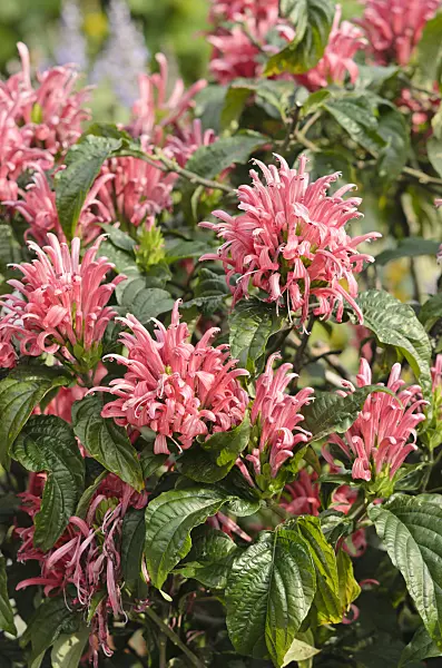 536147 - Brazilian plume flower (Justicia carnea syn. Jacobinia carnea)