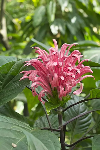 556090 - Brazilian plume flower (Justicia carnea syn. Jacobinia carnea)