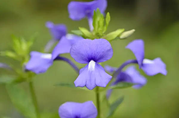 535195 - Brazilian snapdragon (Otacanthus azureus syn. Otacanthus caeruleus)