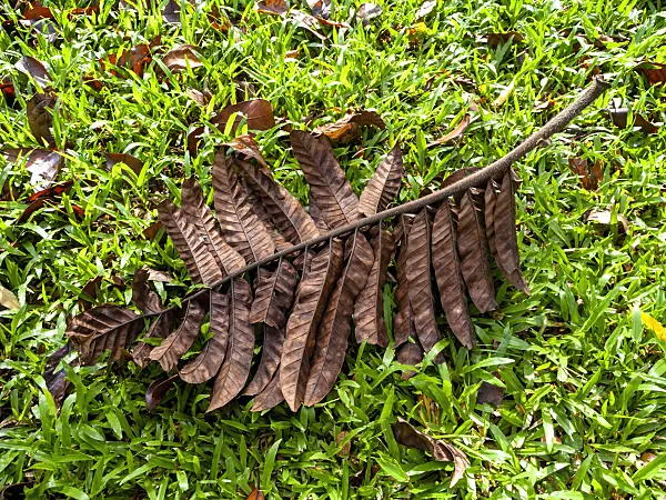434077 - Breadfruit (Artocarpus altilis)
