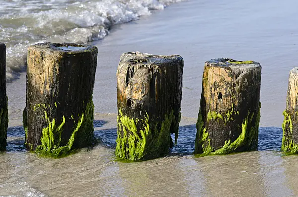 534314 - Breakwater with algae