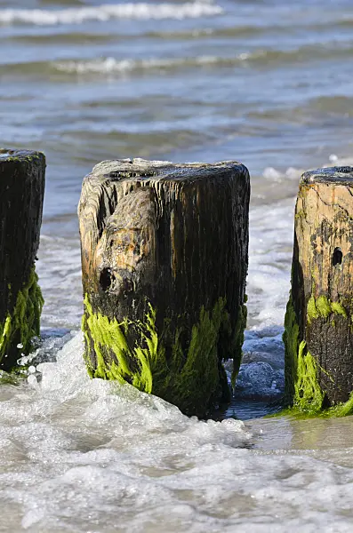 534315 - Breakwater with algae