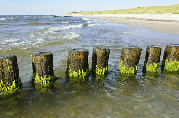 534323 - Breakwater with algae, Baltic Sea, Germany