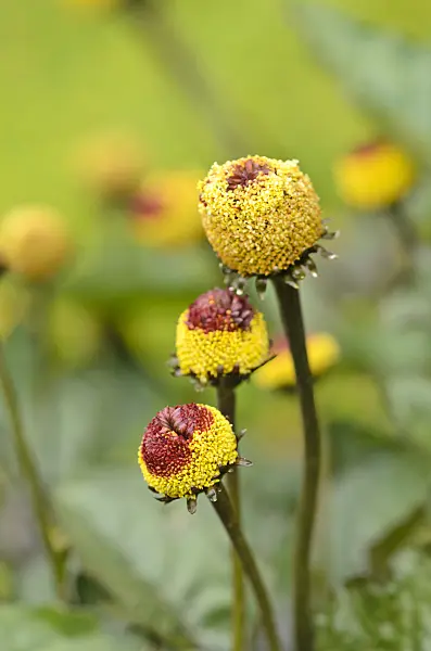 534374 - Brèdes mafane (Acmella oleracea)