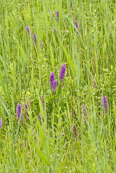 545070 - Breitblättriges Knabenkraut (Dactylorhiza majalis)