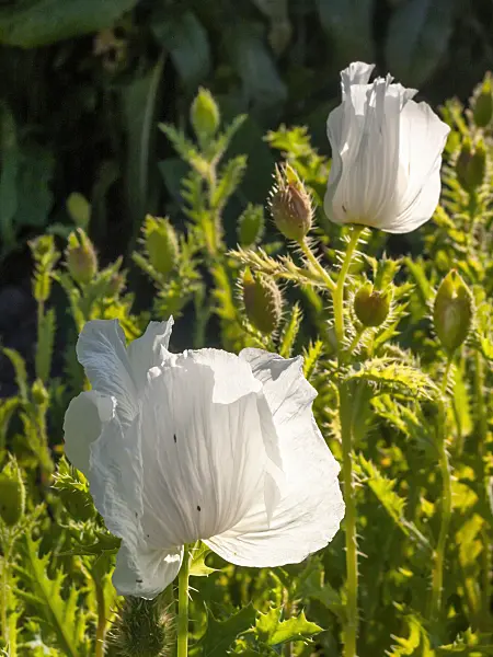 415012 - Breithorniger Stachelmohn (Argemone platyceras)