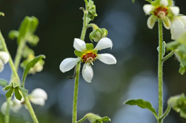 523022 - Brennwinde (Caiophora lateritia)