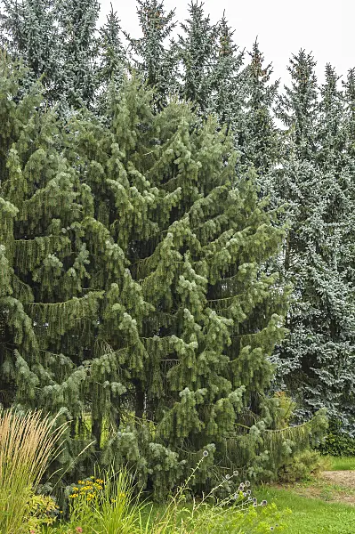 535416 - Brewer's weeping spruce (Picea breweriana)