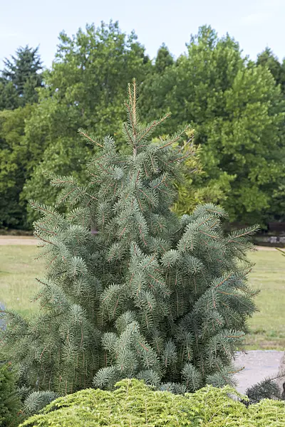 638181 - Brewer's weeping spruce (Picea breweriana)