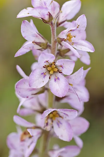 473339 - Bridal wreath (Francoa sonchifolia)