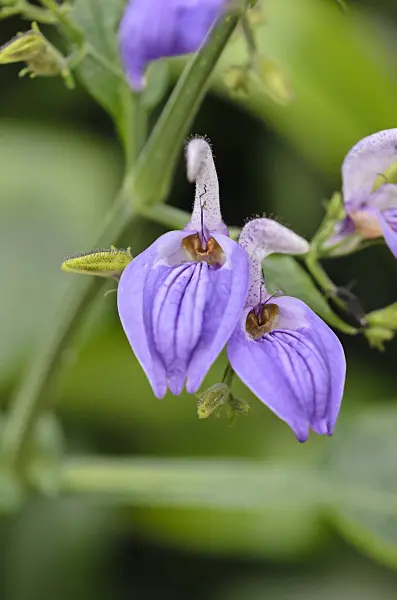 534490 - Brillantaisia nyanzarum