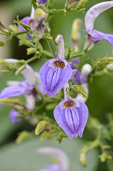 534491 - Brillantaisia nyanzarum