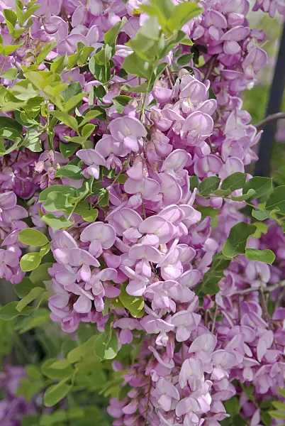 490142 - Bristly locust (Robinia hispida 'Macrophylla')