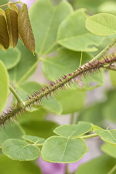 616318 - Bristly locust (Robinia hispida 'Macrophylla')