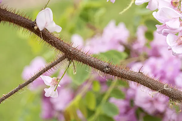 616319 - Bristly locust (Robinia hispida 'Macrophylla')