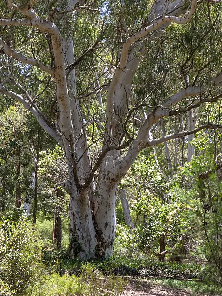 455317 - Brittle gum (Eucalyptus mannifera)