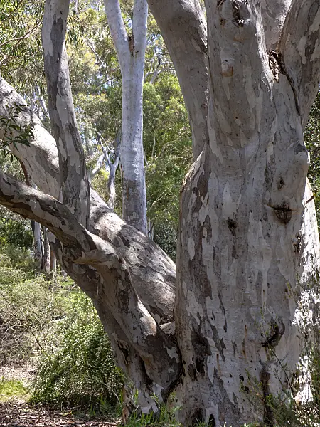 455318 - Brittle gum (Eucalyptus mannifera)