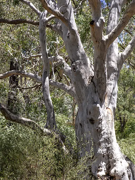 455319 - Brittle gum (Eucalyptus mannifera)