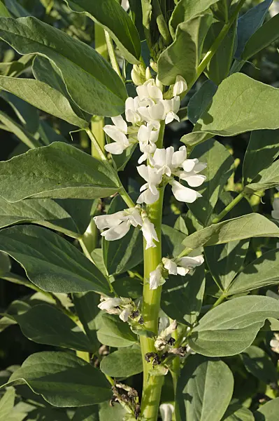 473224 - Broad bean (Vicia faba)