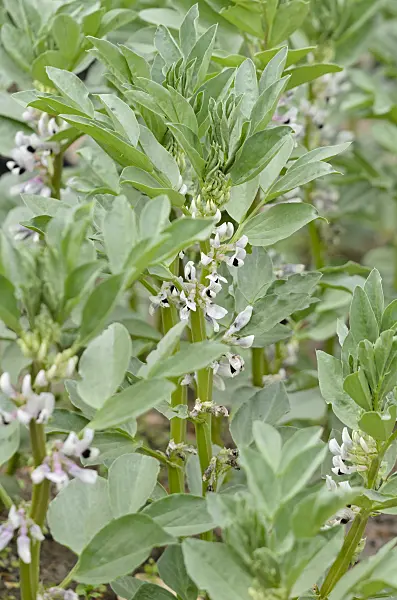 533345 - Broad bean (Vicia faba)