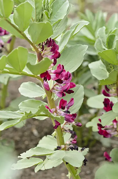 533327 - Broad bean (Vicia faba 'Crimson Flowered')