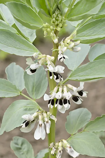 533344 - Broad bean (Vicia faba 'Karmazyn')