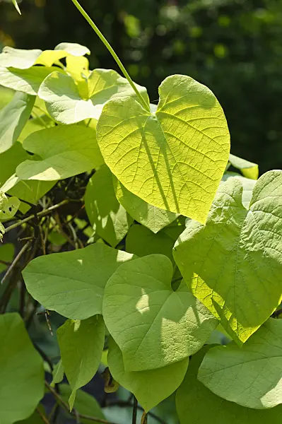 484293 - Broad-leaved dutchman's pipe (Aristolochia macrophylla)