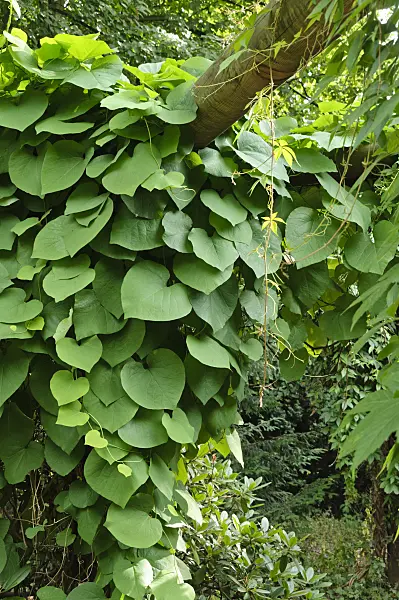485186 - Broad-leaved dutchman's pipe (Aristolochia macrophylla)