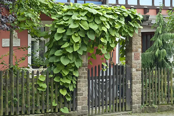 502110 - Broad-leaved dutchman's pipe (Aristolochia macrophylla)