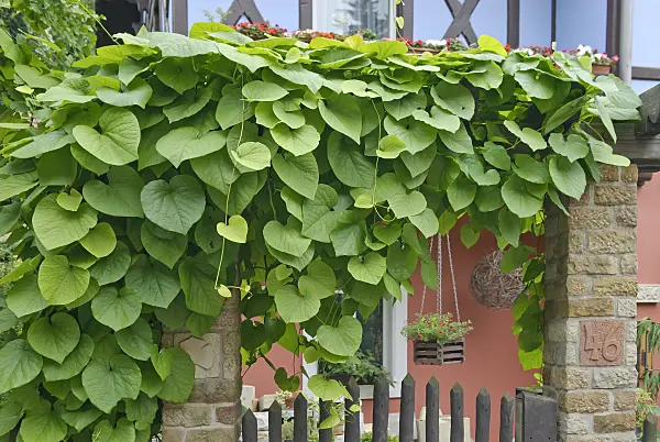 502111 - Broad-leaved dutchman's pipe (Aristolochia macrophylla)